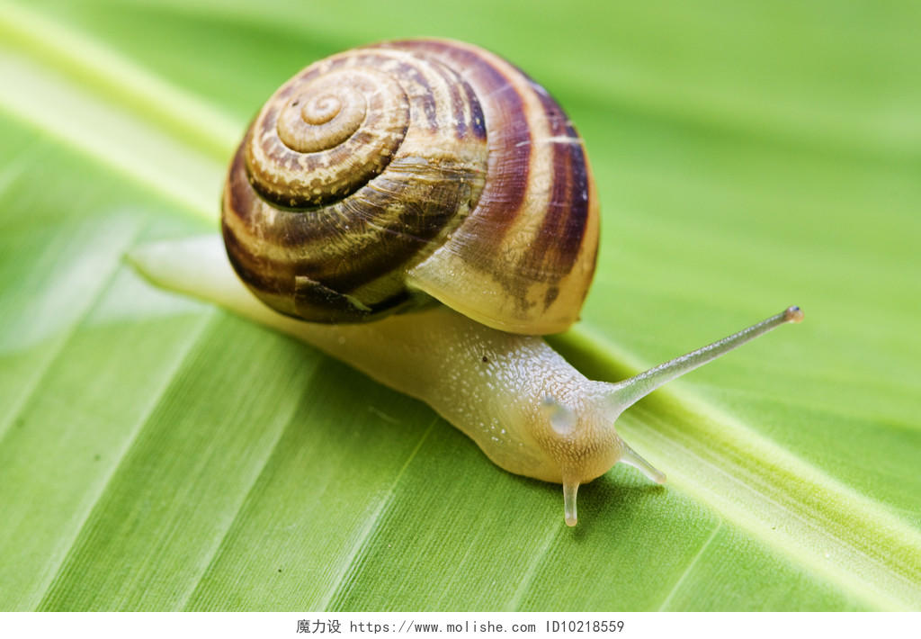 可爱小型动物在绿色叶子上爬行的蜗牛传统二十四节气24节气惊蛰